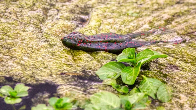 NetBait BaitFuel BF Toad