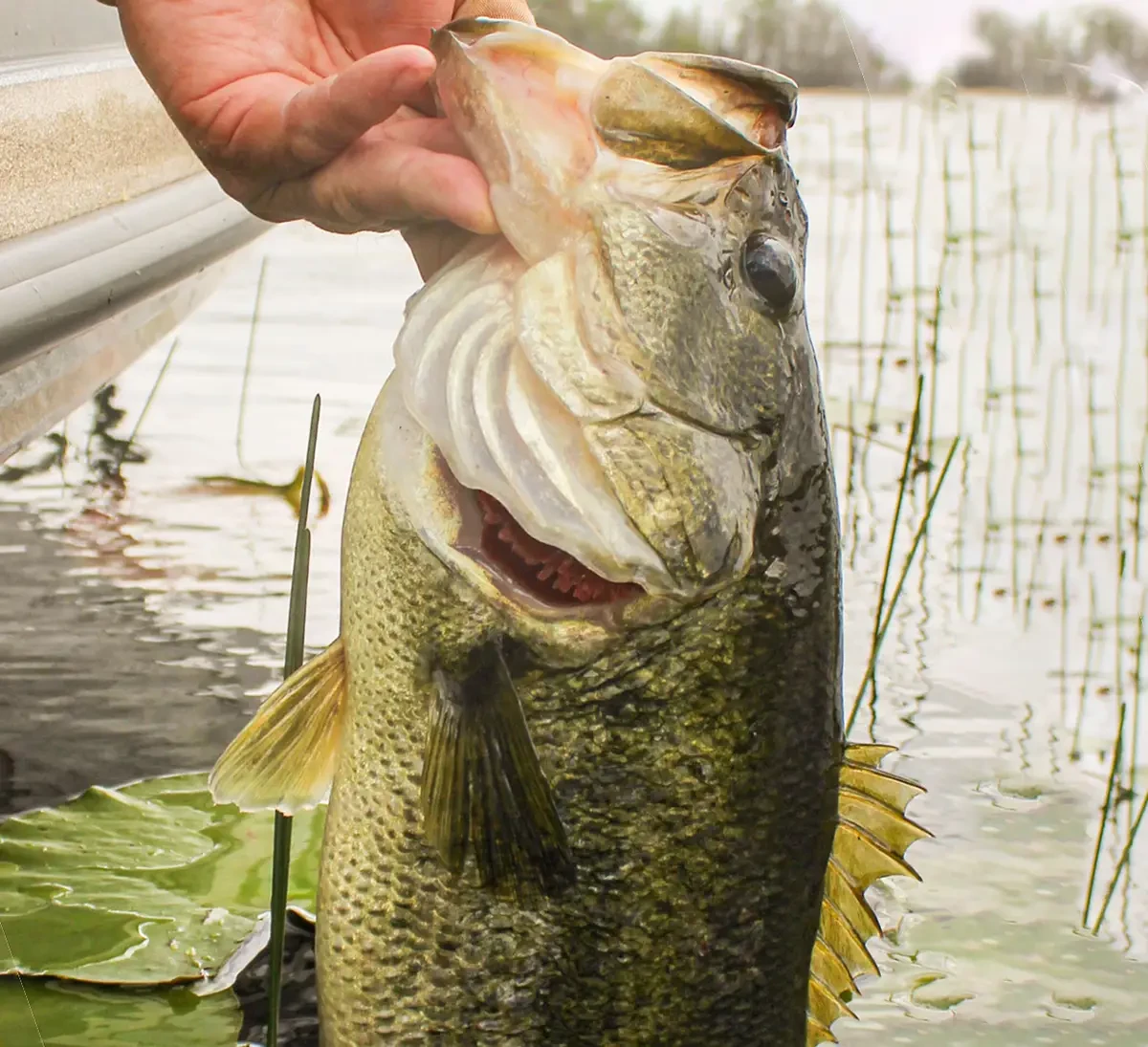 11 of the Best Bass Lakes Today - In-Fisherman