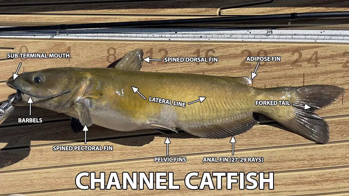channel catfish identification labels