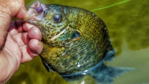 Redear Sunfish | A Comprehensive Species Guide