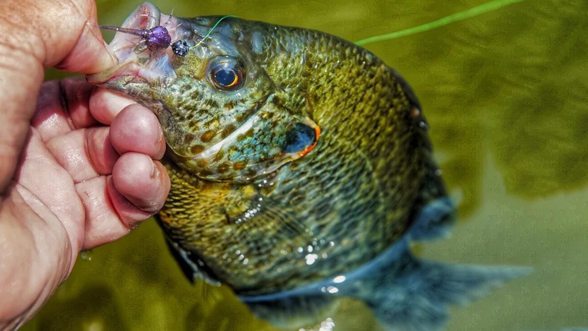 red ear sunfish caught on small bug