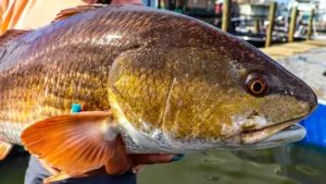 Redfish Found Contaminated with Pharmaceuticals in Florida