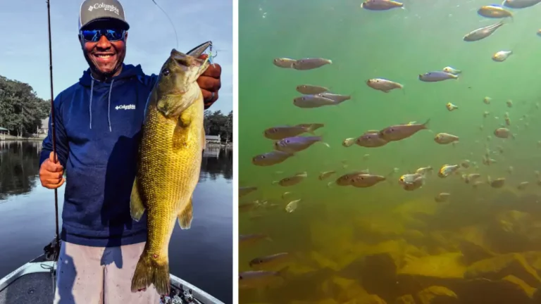 Topwater Poppers for Bass During the Shad Spawn