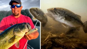 Topwater Tactics with Walking Baits | Shad Spawn Bass
