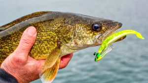 Best Walleye Lures for Fishing