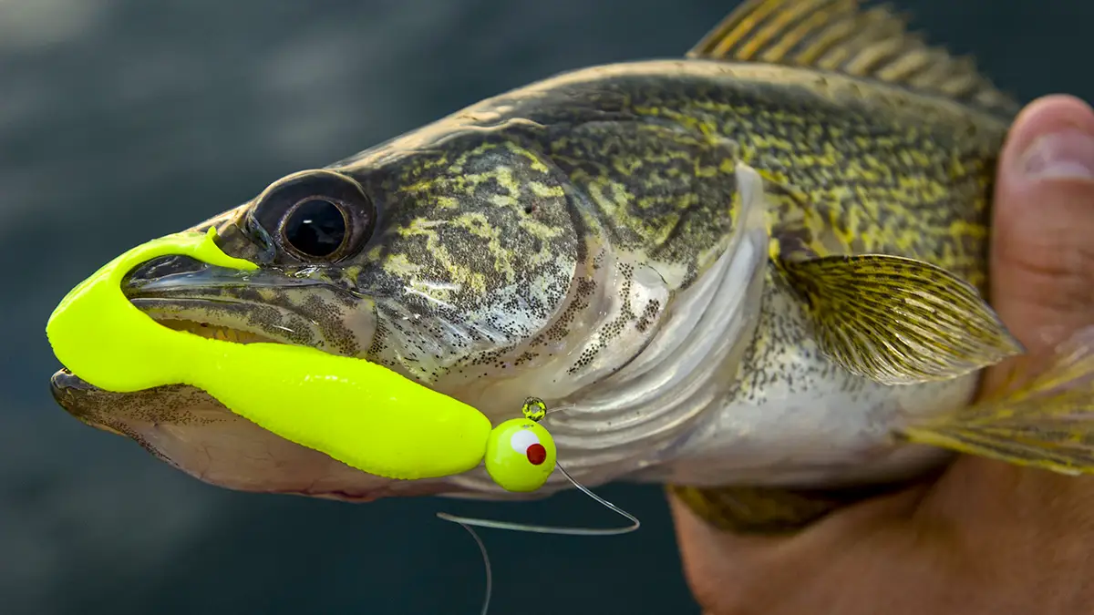 Throw a Shad Dancer® for both bass and walleye, Lindner says