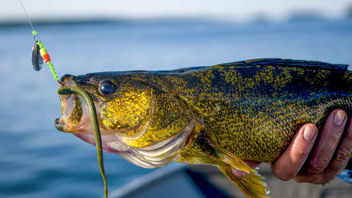 Top 5 Walleye Lures for Northern Ontario