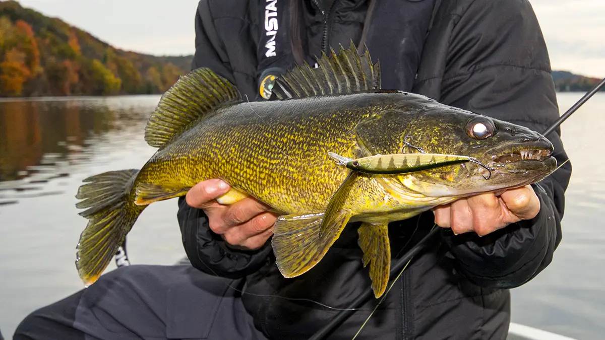 6 Best Walleye Ice Fishing Lures - Wired2Fish