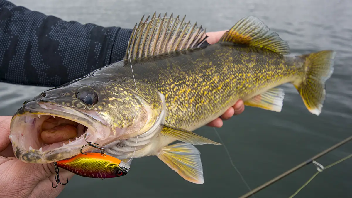 The 7 Best Walleye Lures of 2024, Based on Our Tests