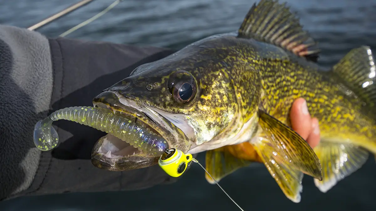 Soft Plastic Baits for Fishing Big Walleyes All Year Around