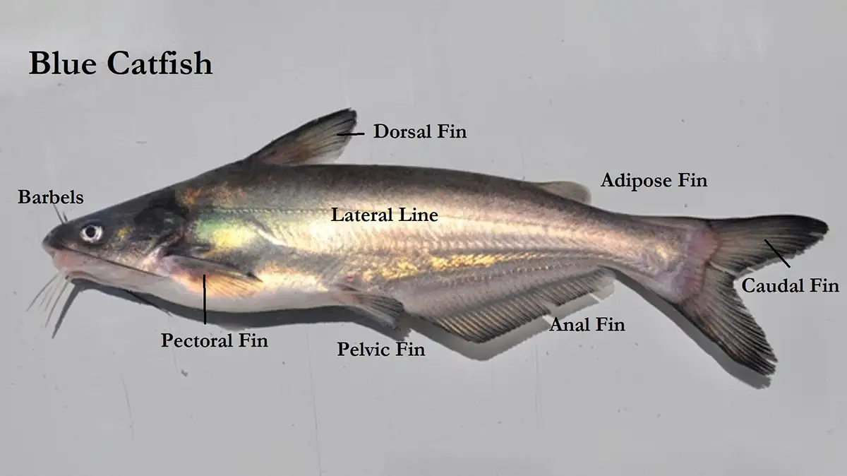 Blue Catfish  A Comprehensive Species Guide - Wired2Fish