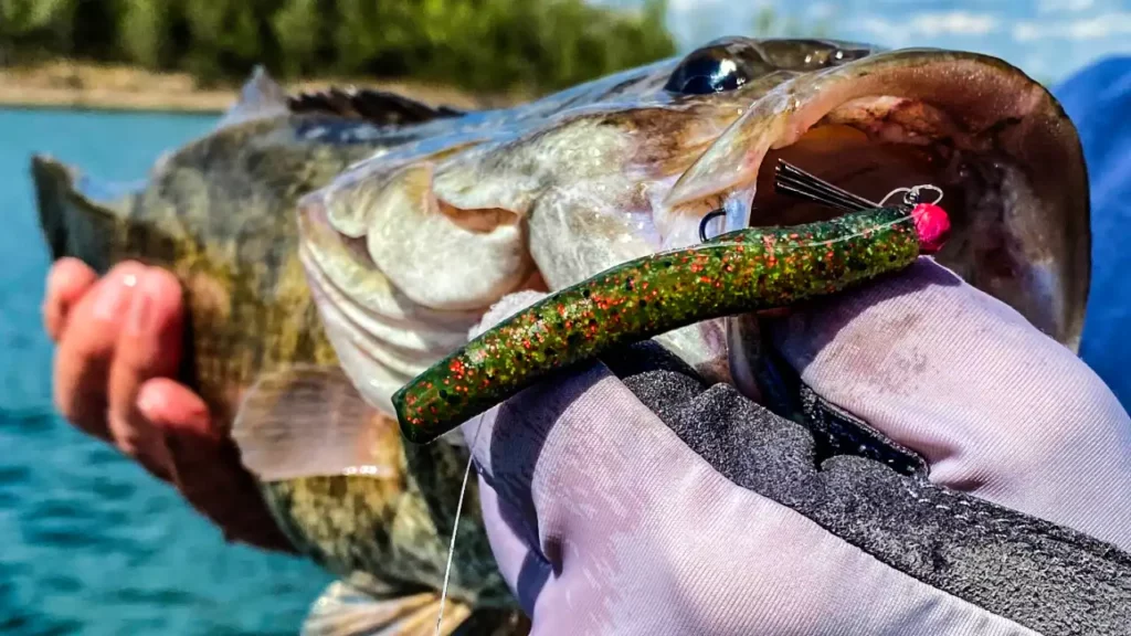Ned Rig and Finesse Fishing Mastery After Cold Fronts - Wired2Fish