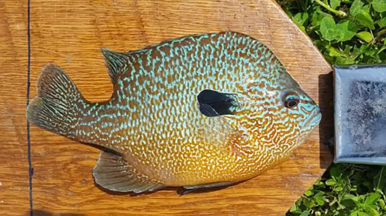 Missouri Angler Ties Sunfish Record