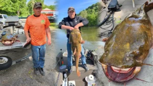 Angler Catches Pending State Record Flathead Catfish
