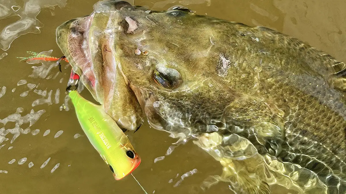 shallow bass fall for topwaters