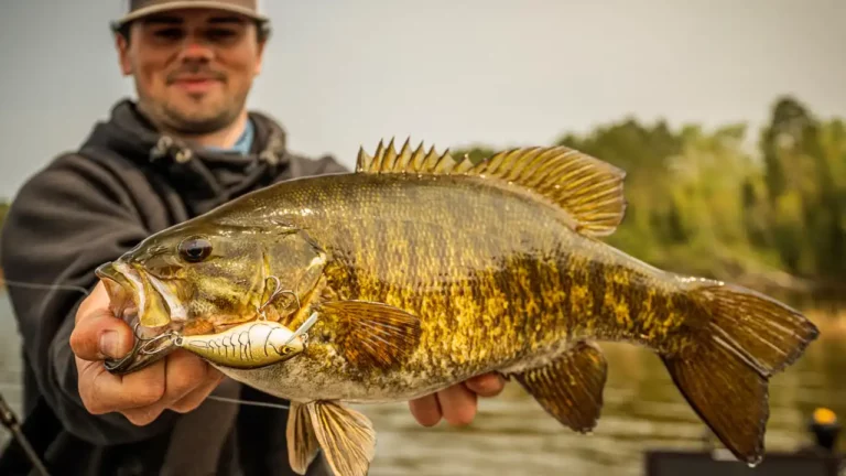 Squarebill Cranking Springtime Smallmouth Bass