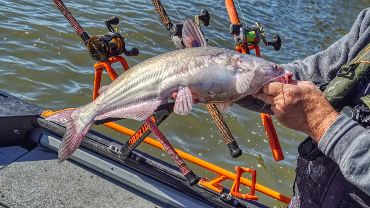 Blue Catfish  A Comprehensive Species Guide - Wired2Fish