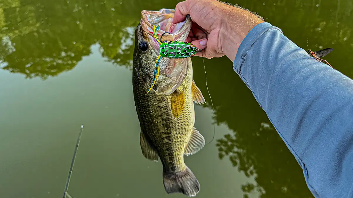 Pad crasher bass and a mayfly
