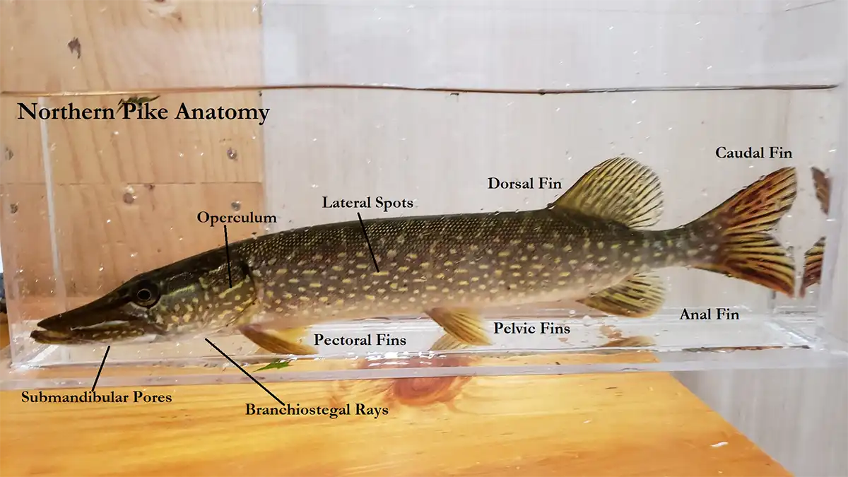Northern Pike  A Comprehensive Species Guide - Wired2Fish