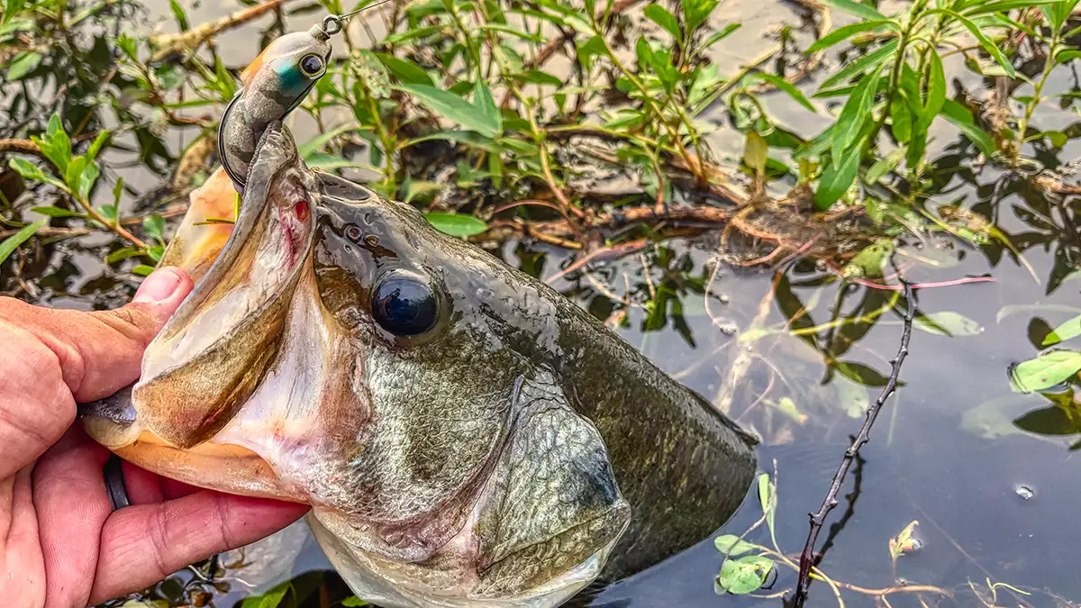 big bass eats jackall kaera frog
