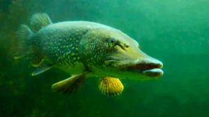 Pike Using Saltwater to Invade More Habitats in SC Alaska