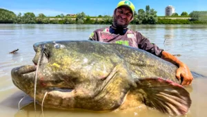 Angler Catches Potential New World Record Catfish