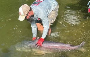 Pending TN State Record Blue Cat Caught