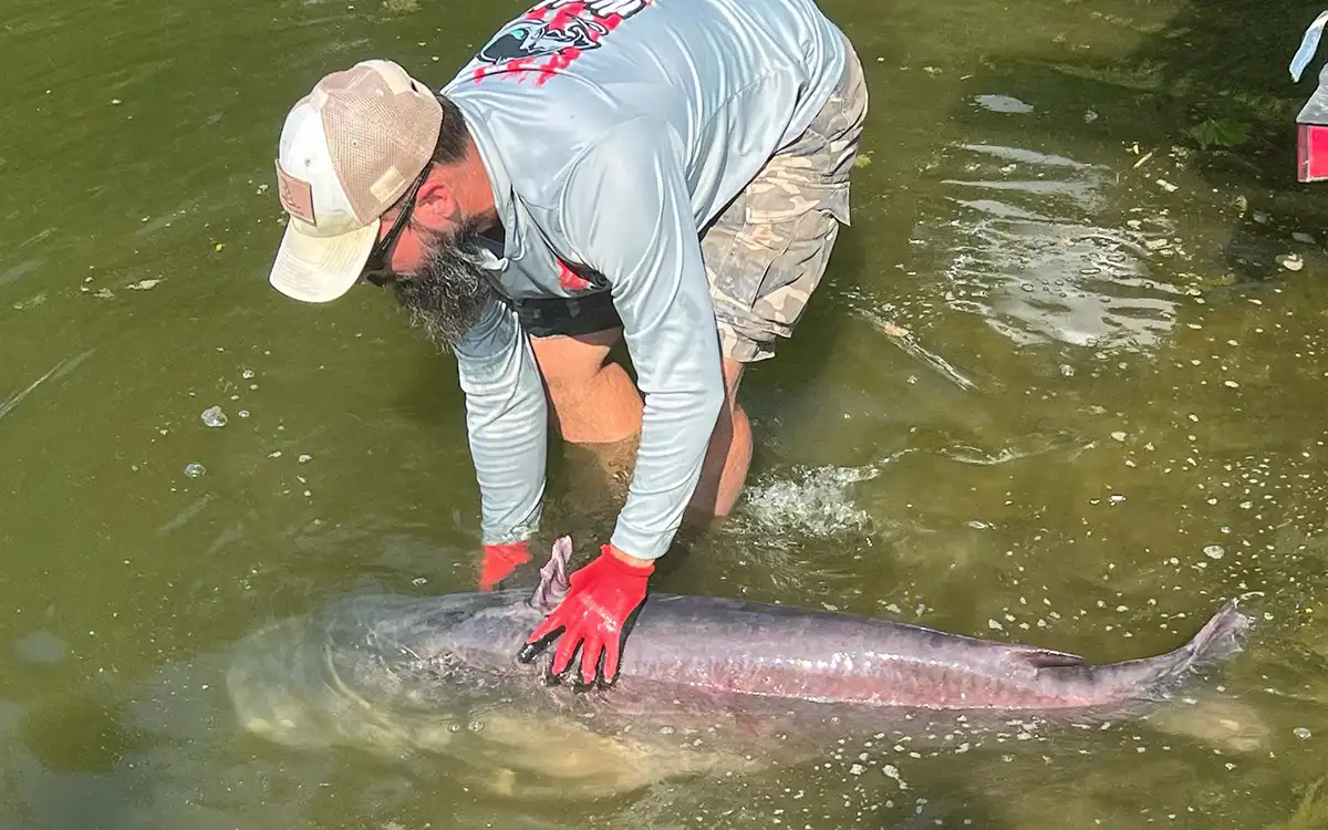 state. record blue catfish for tennessee