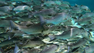 Striped Bass and Hybrids | Species Guide