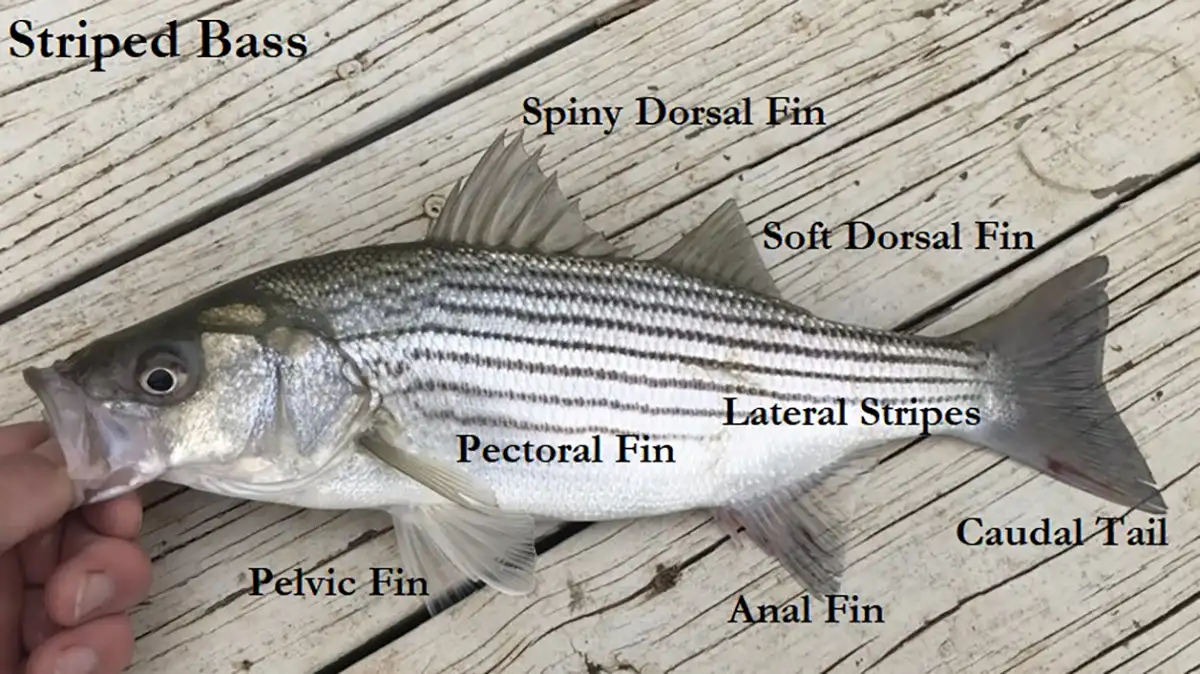 striped bass identifications
