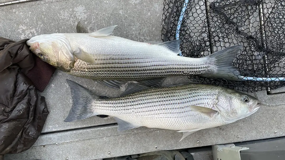 Catching Wipers, White Bass, and Walleyes