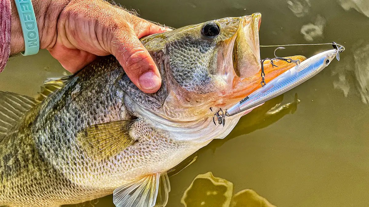 Missing strikes when fishing topwater baits? It's your line, not