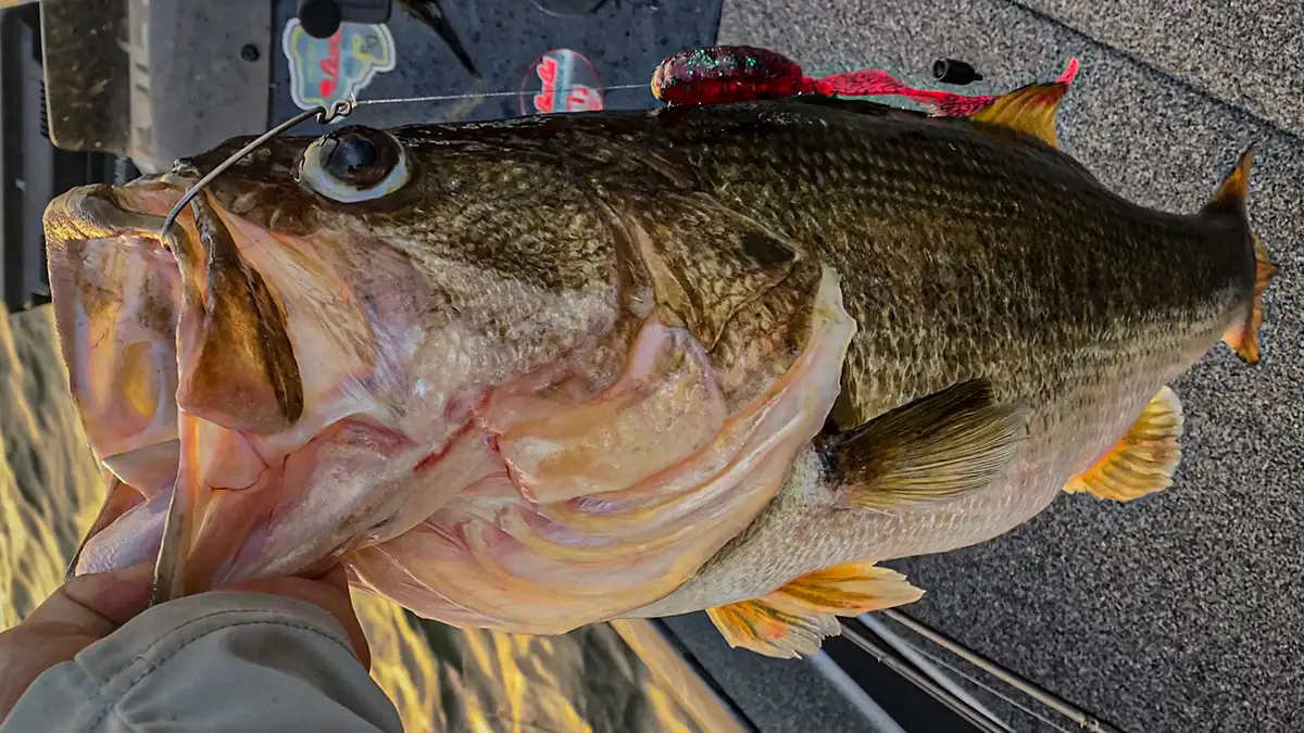 Drag a Worm for Summer Bass - Wired2Fish