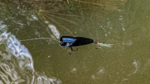 Topwater Poppers for Summertime Largemouth