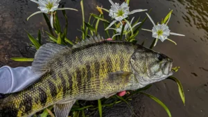 How and Where to Catch Shoal Bass