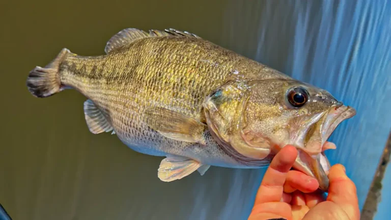 Targeting Spotted Bass in Standing Timber