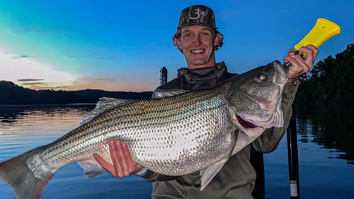 Targeting Striper Using Live Sonar - Wired2Fish