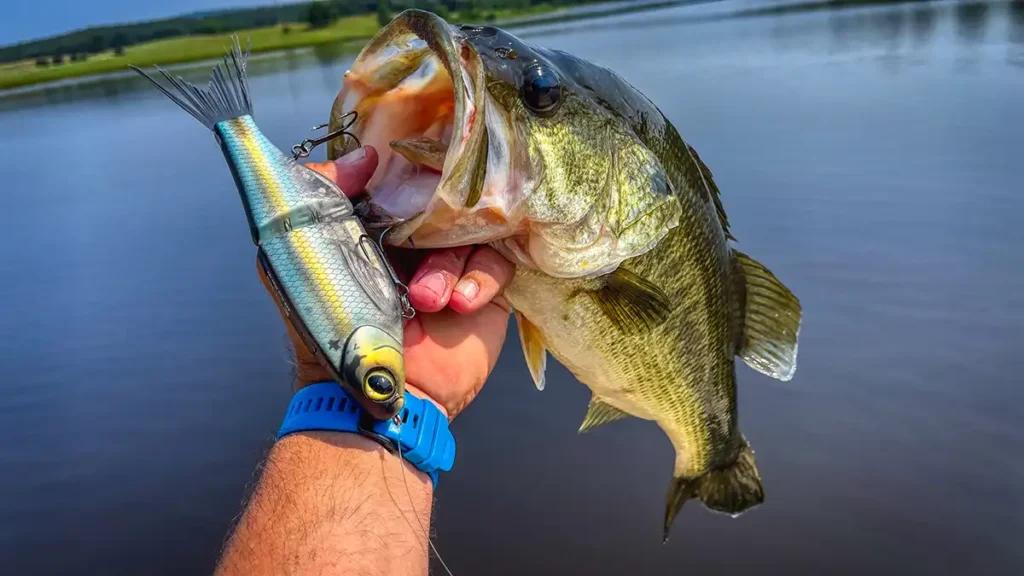 Learn this Glide Bait Theory to Catch More Bass - Wired2Fish