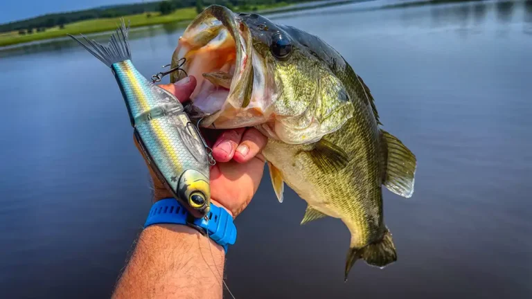 Learn this Glide Bait Theory to Catch More Bass