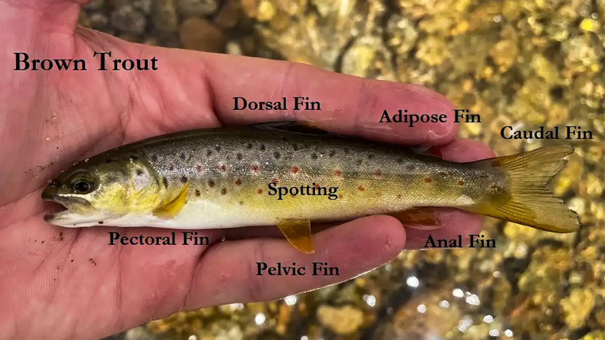brown trout identification