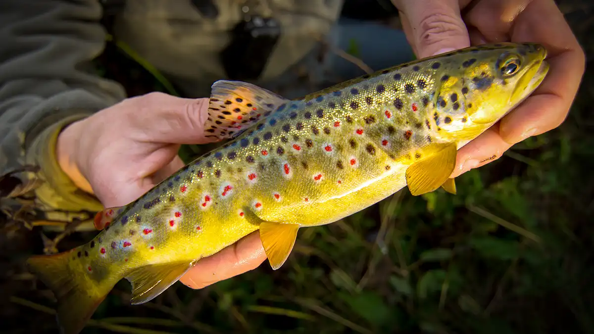 brown trout unique spots