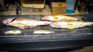 Walleye Angler Banned for Stuffing Walleyes in New York