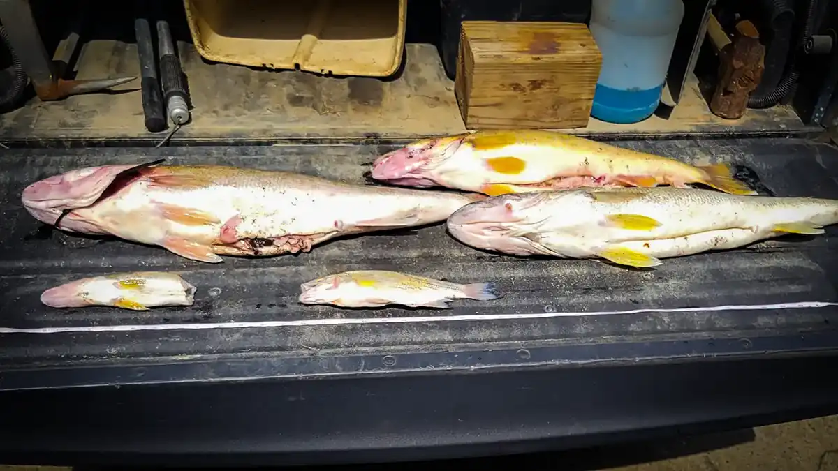 confiscated walleyes in dunkirk fishing tournament