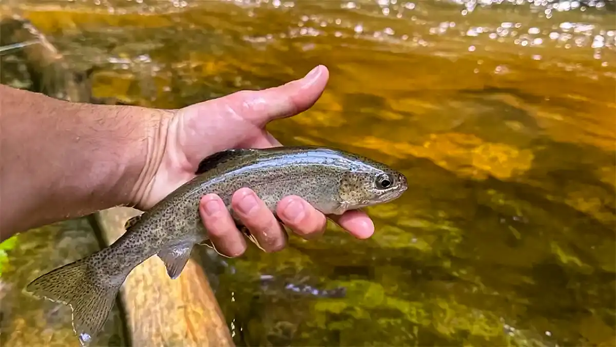 best summer trout fishing tips