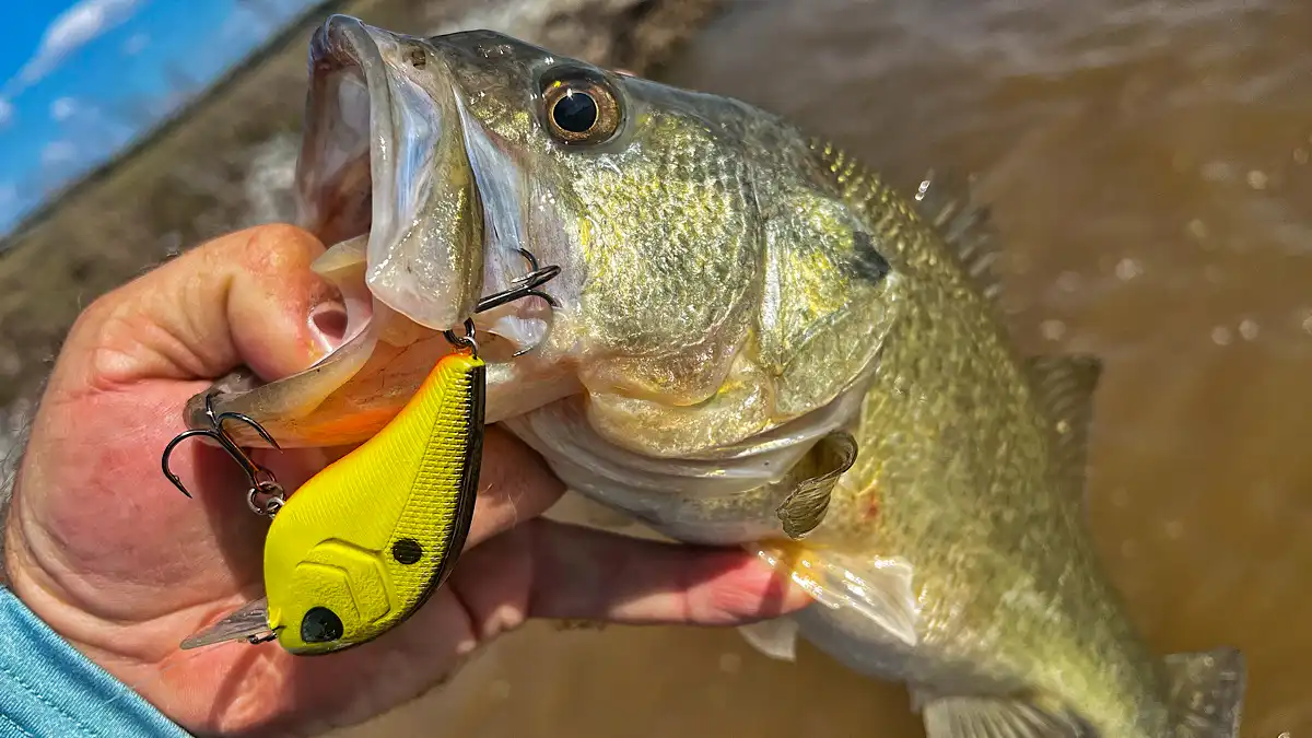 level up in bass fishing