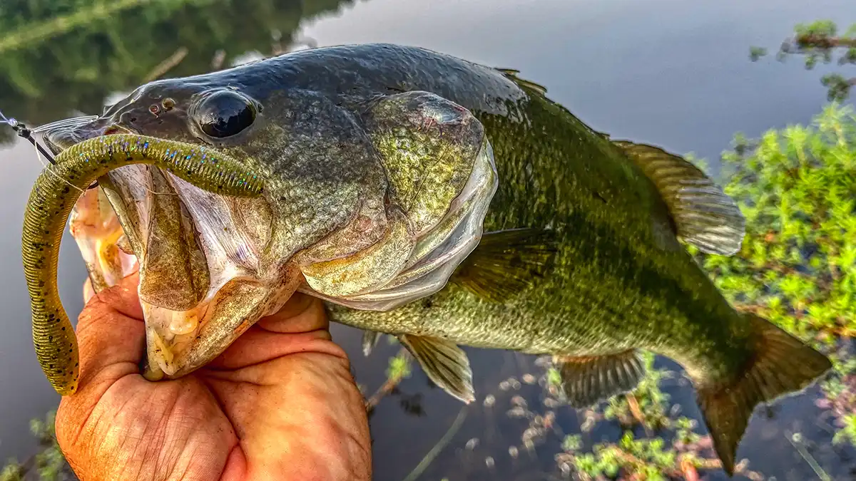 Perfection Lures David Dudley Wacky Worm Review - Wired2Fish