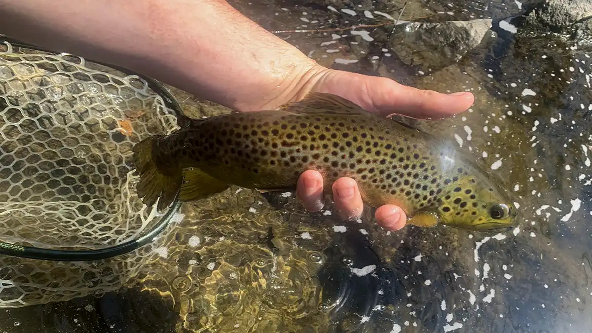 brown trout stream fishing