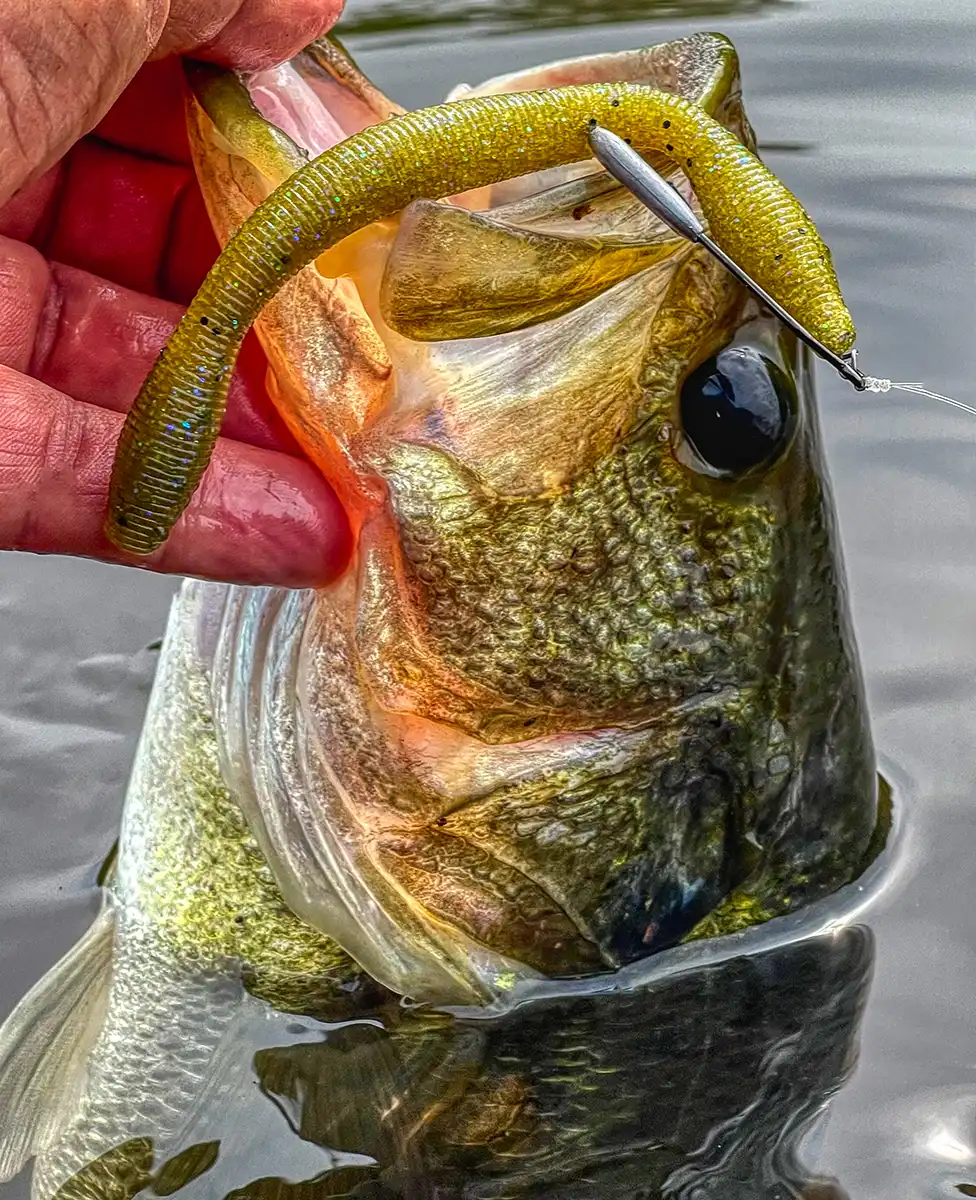Perfection Lures David Dudley Wacky Worm Review - Wired2Fish