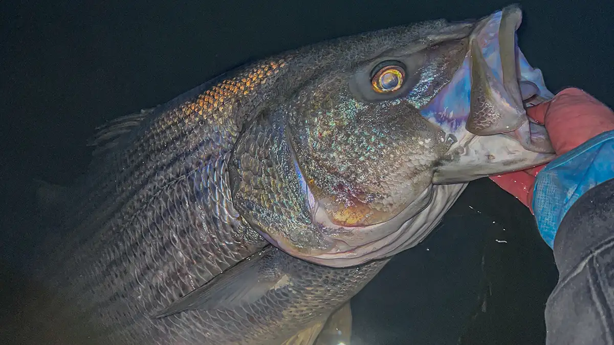 Sodium-Free Stripers: Tactics & Maps - American AnglerAmerican Angler