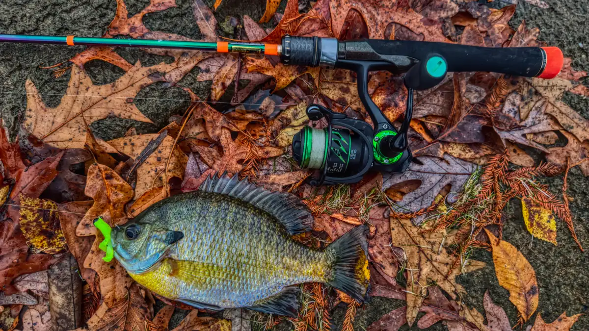 piscifun viper x reel big bluegill